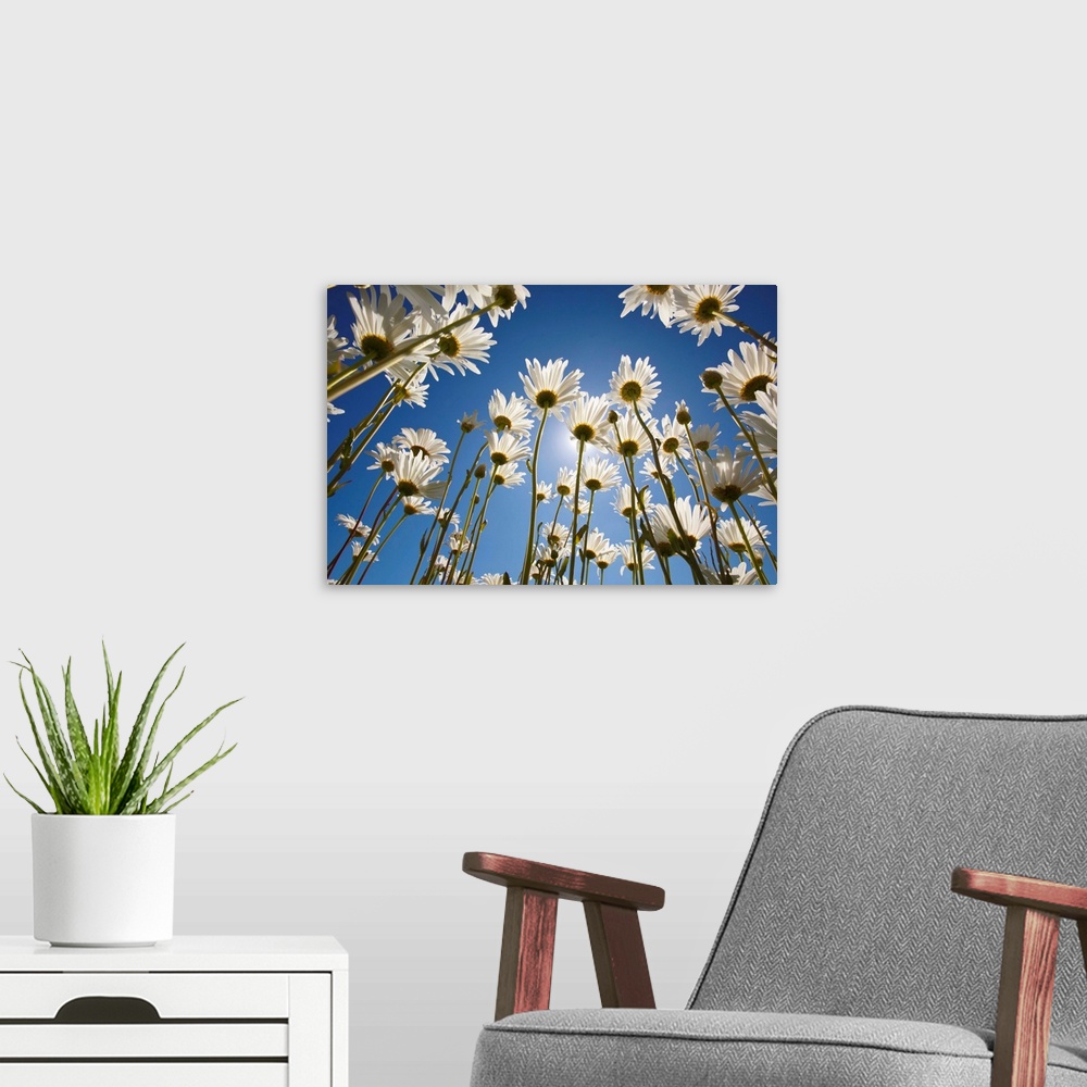 A modern room featuring Sun And Blue Sky Through Daisies