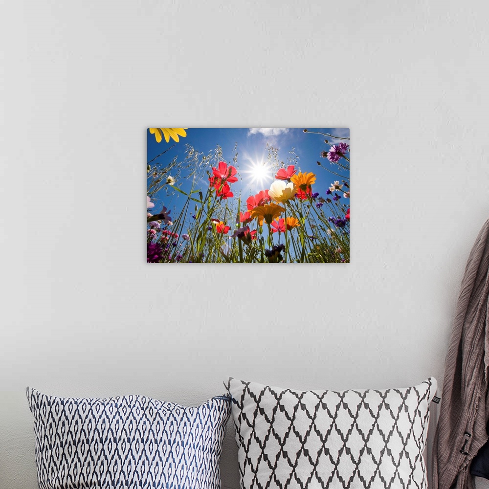 A bohemian room featuring Sun And Clear Sky Above Wildflowers