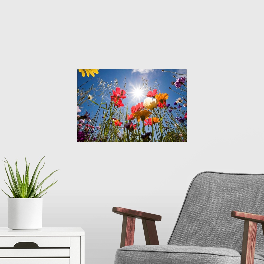 A modern room featuring Sun And Clear Sky Above Wildflowers