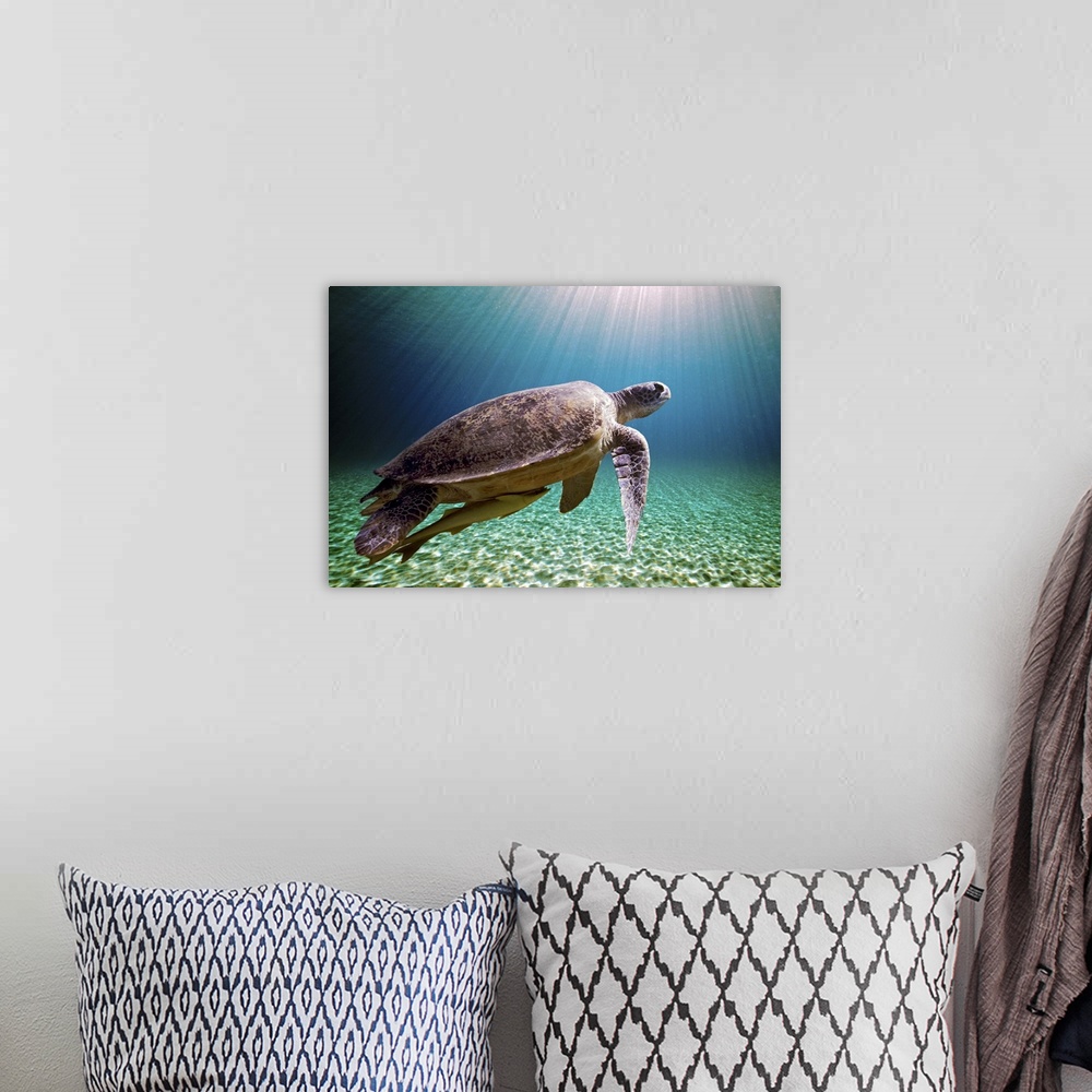A bohemian room featuring Sun beams filtering through sea with green sea turtle.