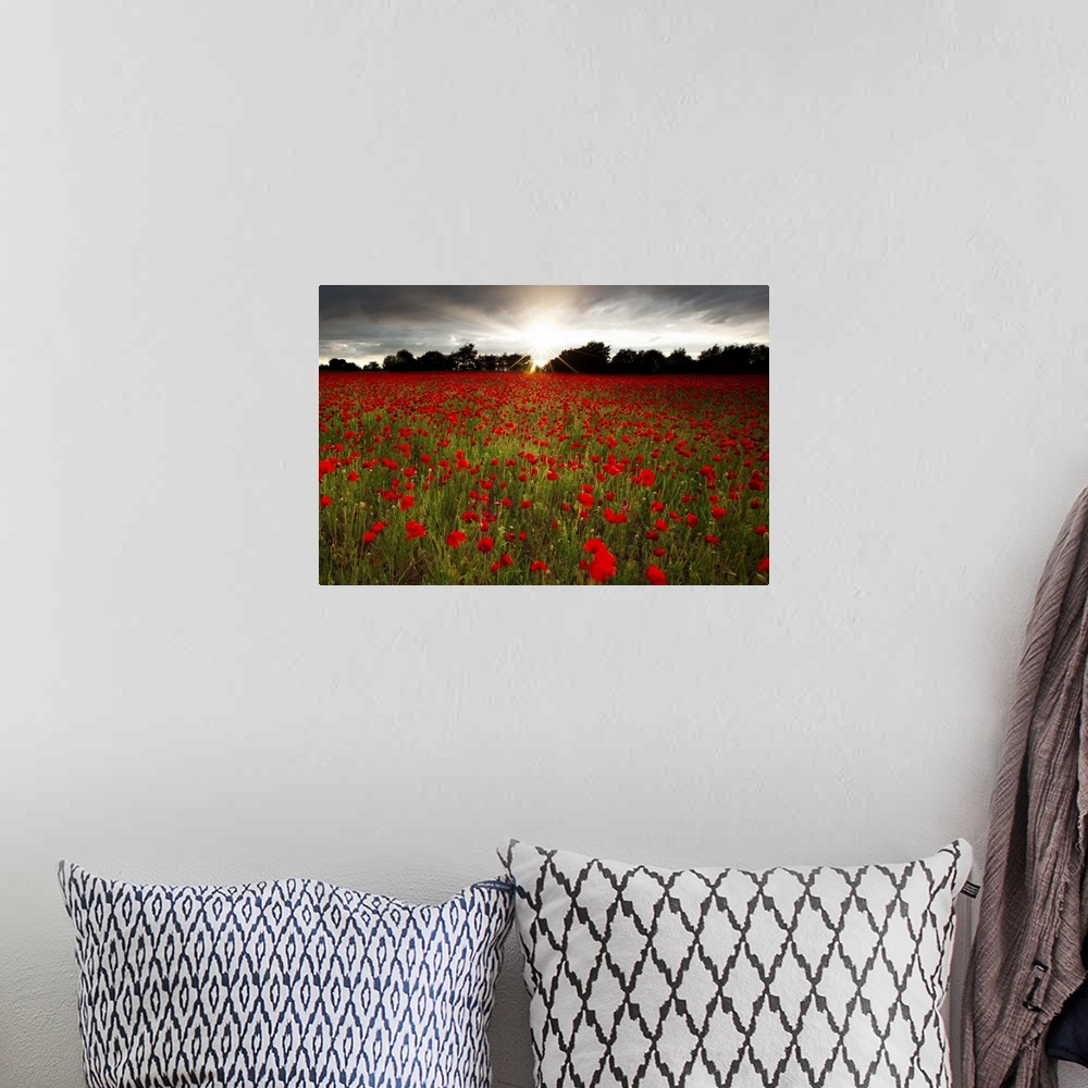 A bohemian room featuring Sun sets over poppy field, sun showing burst of rays against stormy sky.