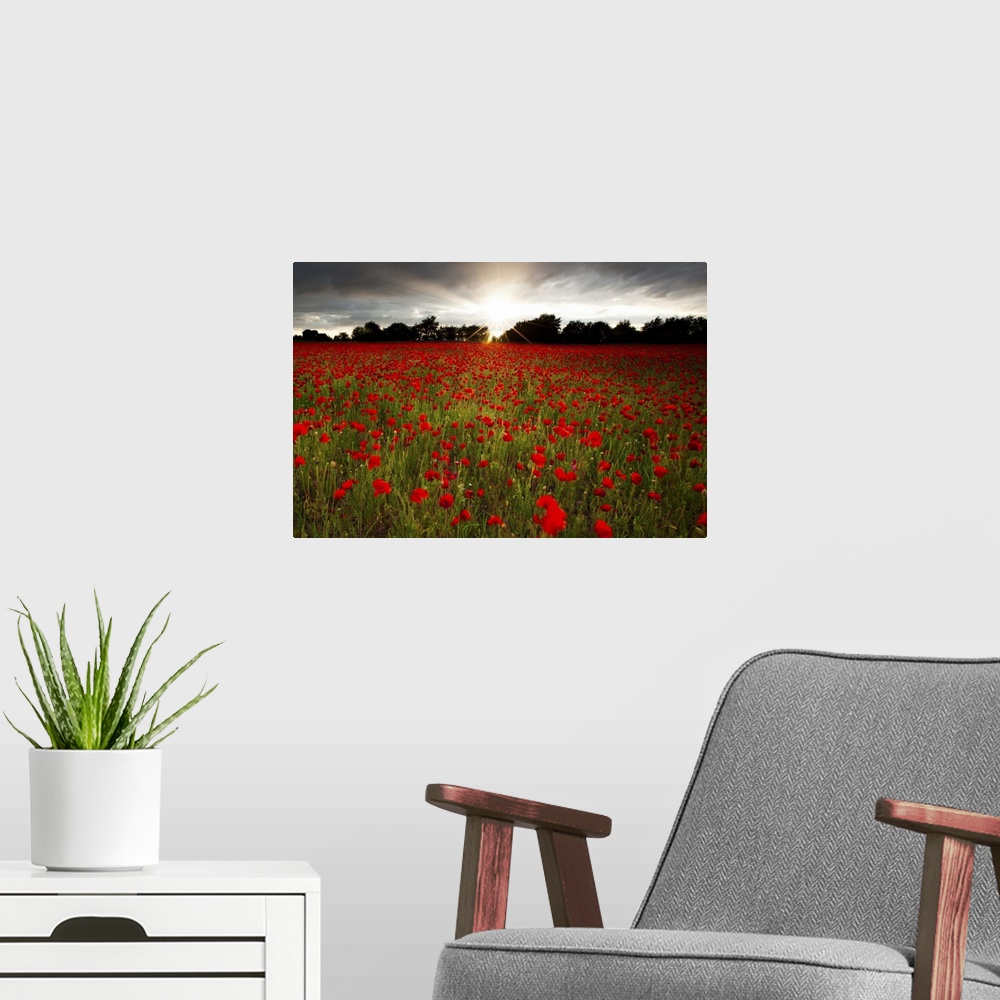 A modern room featuring Sun sets over poppy field, sun showing burst of rays against stormy sky.