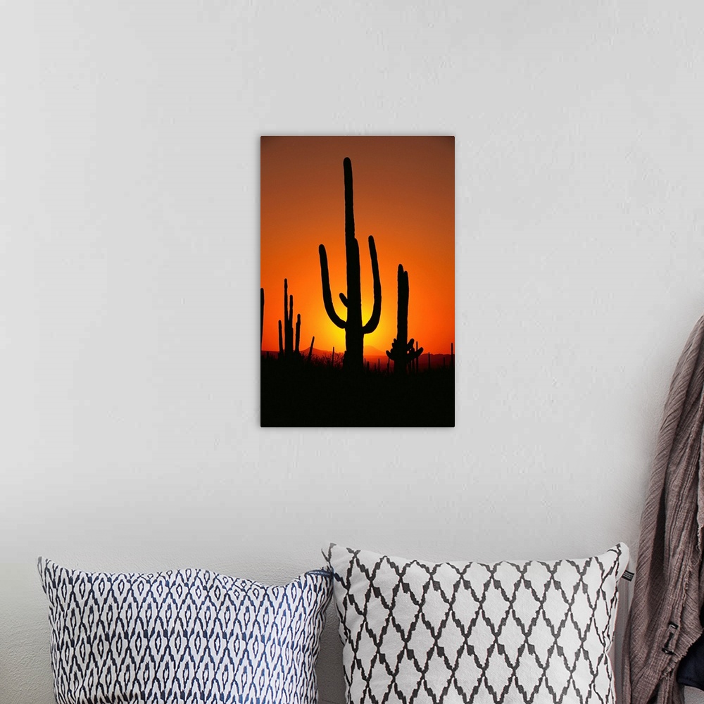 A bohemian room featuring Sun Setting Behind Cacti