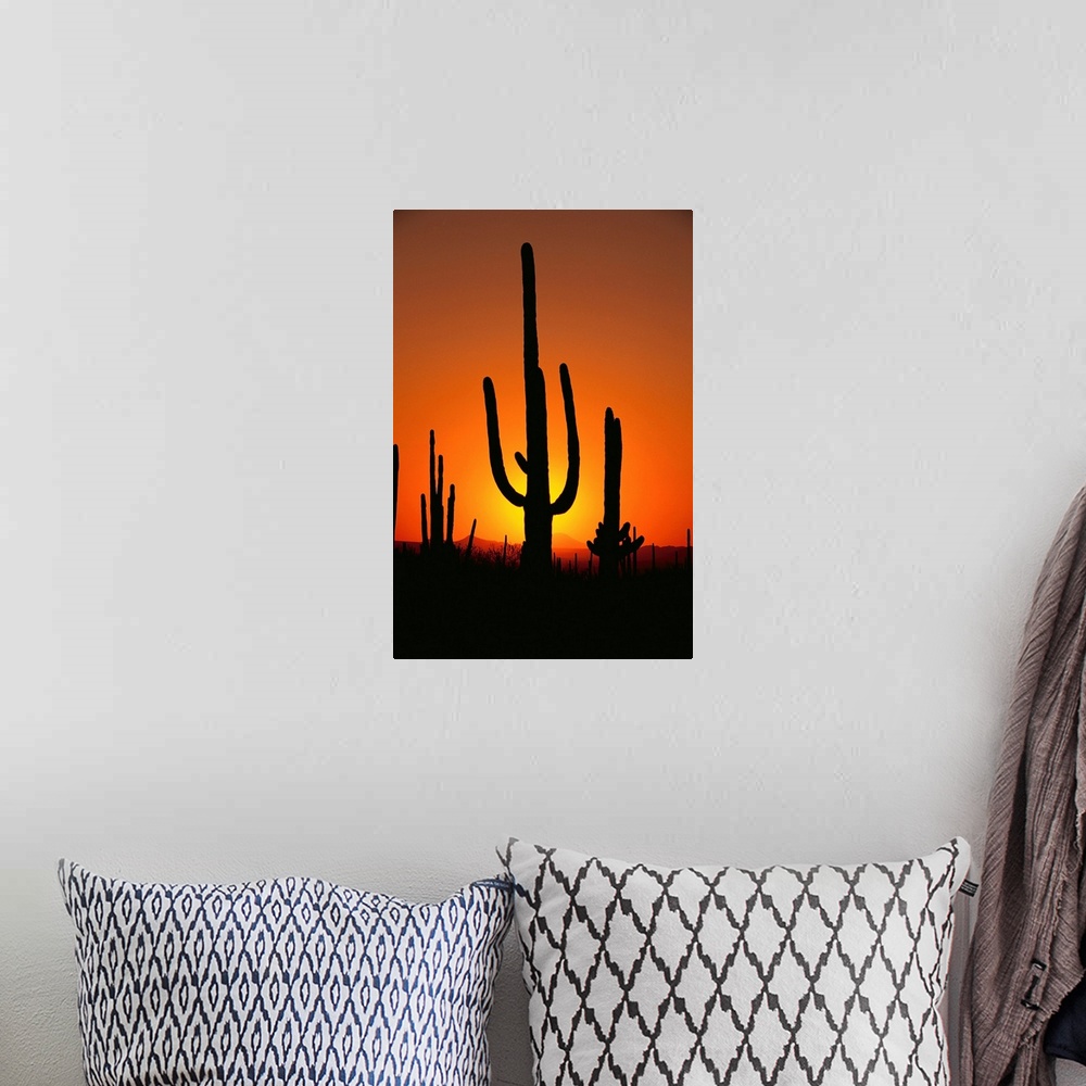 A bohemian room featuring Sun Setting Behind Cacti