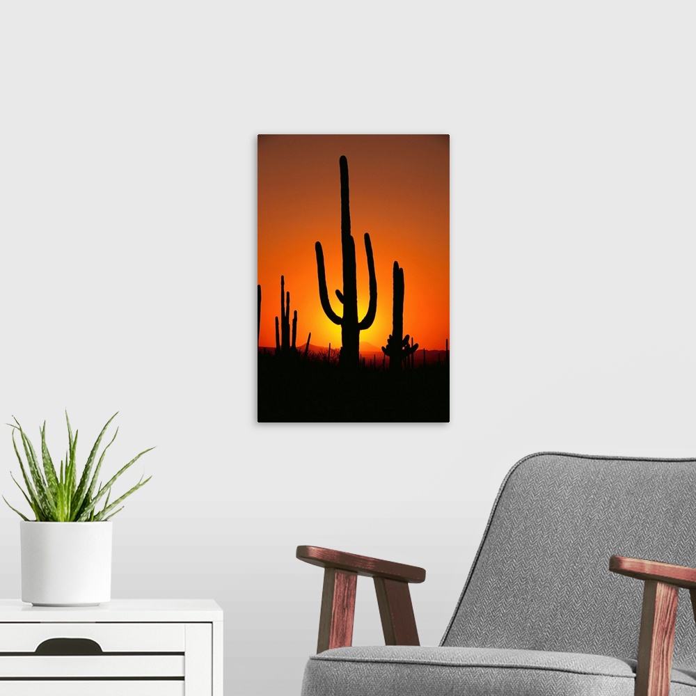 A modern room featuring Sun Setting Behind Cacti