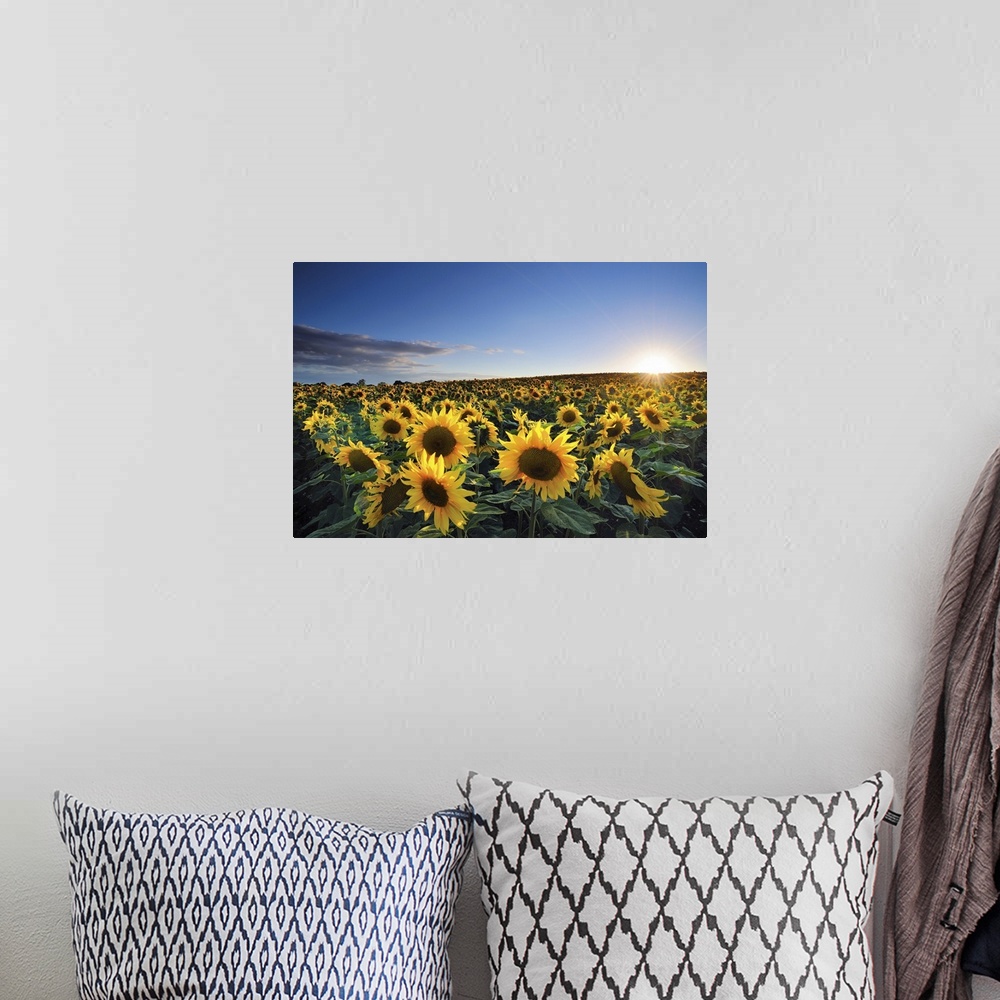 A bohemian room featuring The sun shines brightly as it starts to set below the horizon over a large sun flower field.
