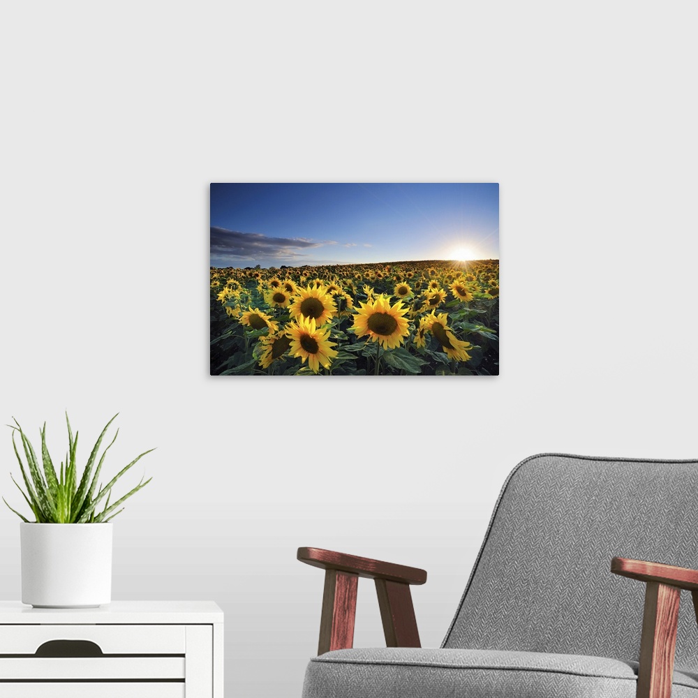 A modern room featuring The sun shines brightly as it starts to set below the horizon over a large sun flower field.