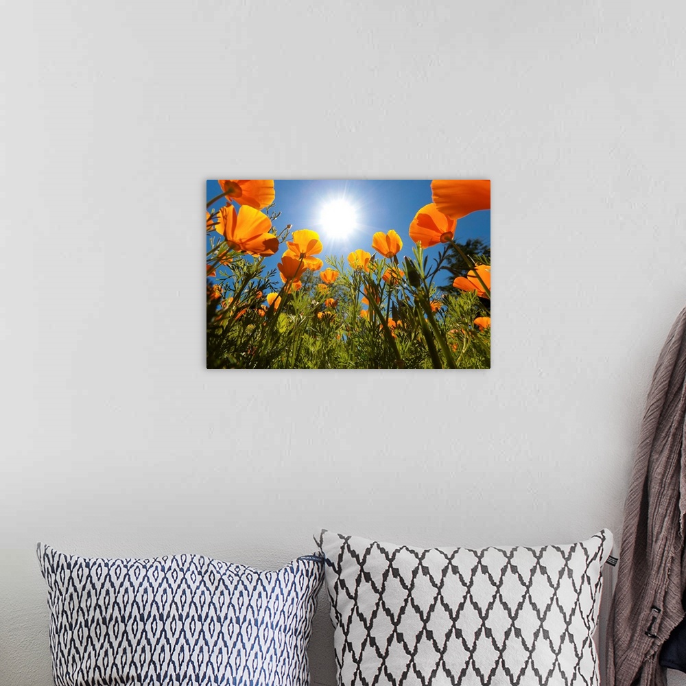 A bohemian room featuring Sun Shining Over A Meadow Of Poppies