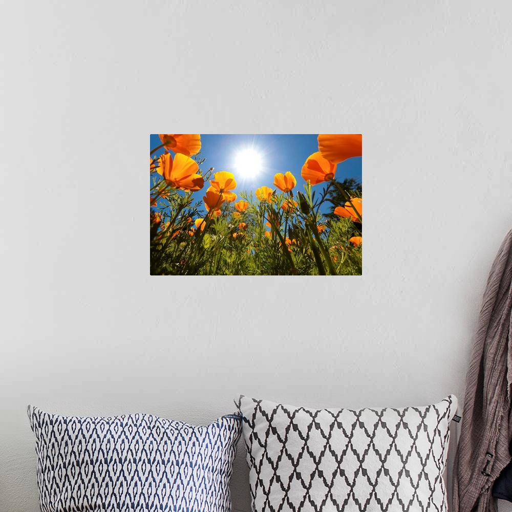 A bohemian room featuring Sun Shining Over A Meadow Of Poppies