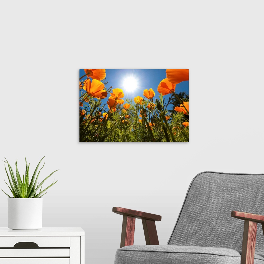 A modern room featuring Sun Shining Over A Meadow Of Poppies