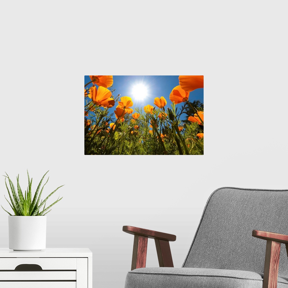 A modern room featuring Sun Shining Over A Meadow Of Poppies