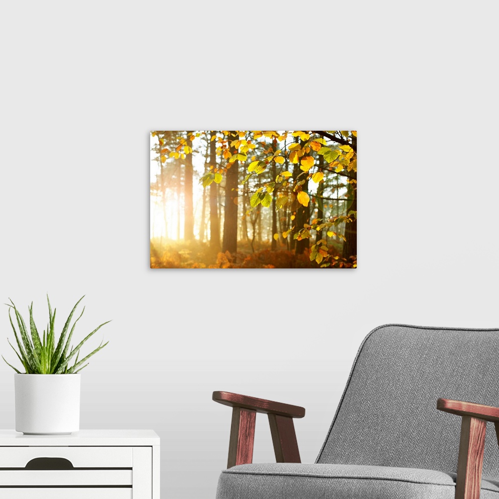 A modern room featuring Sun Shining Through Trees In Woods