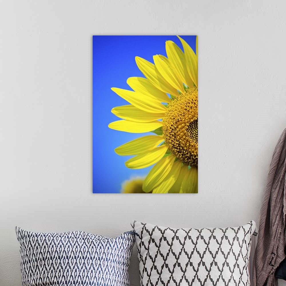 A bohemian room featuring Sunflower against blue sky.