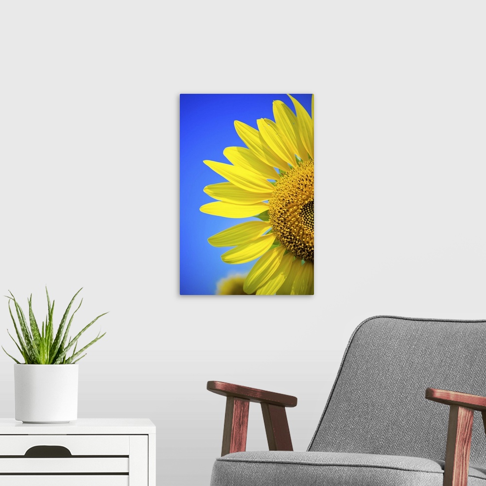A modern room featuring Sunflower against blue sky.