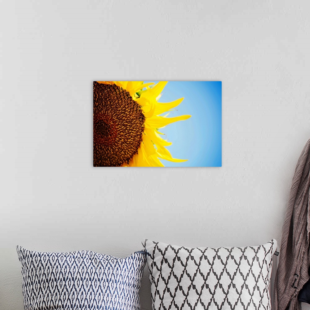 A bohemian room featuring Sunflower against blue sky, close up.