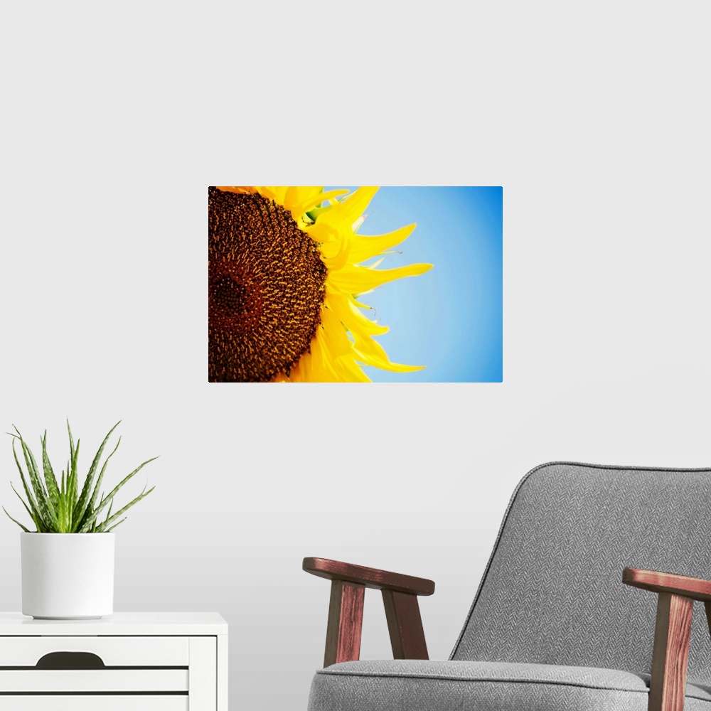 A modern room featuring Sunflower against blue sky, close up.