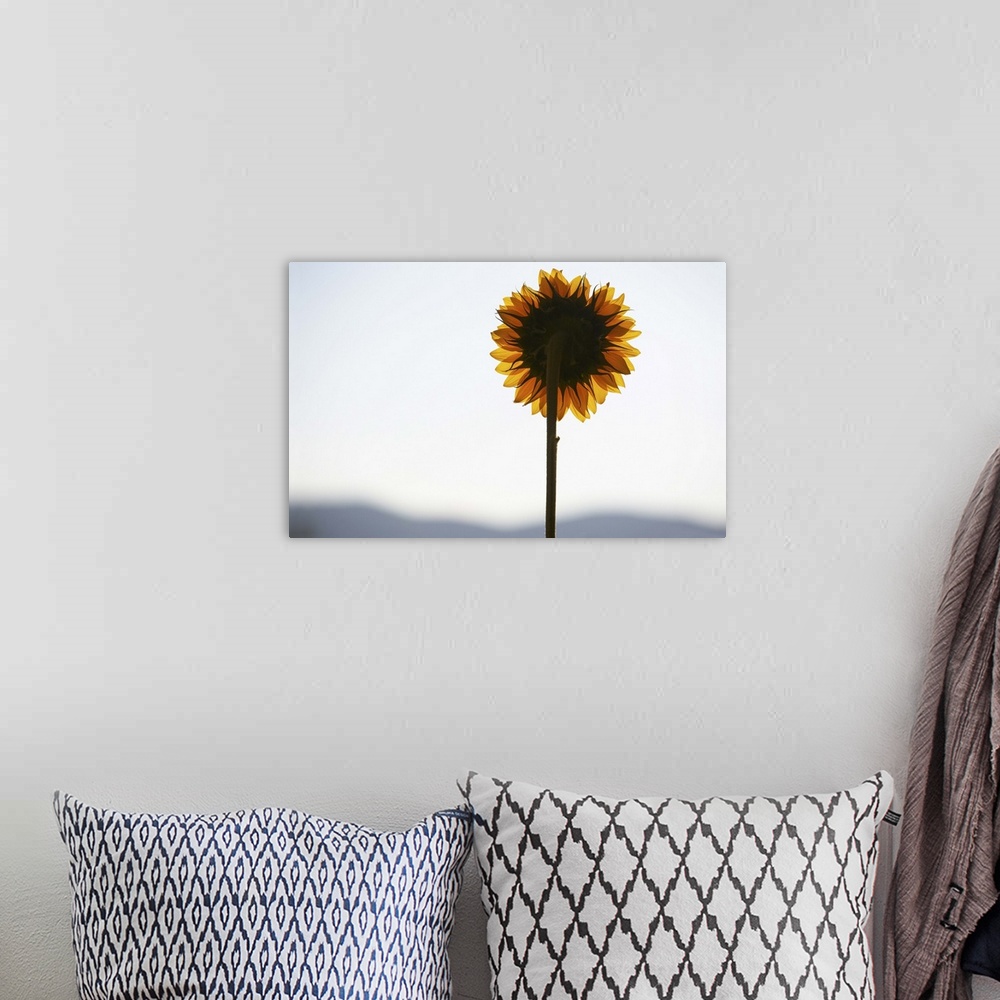 A bohemian room featuring Sunflower backlit at sunset