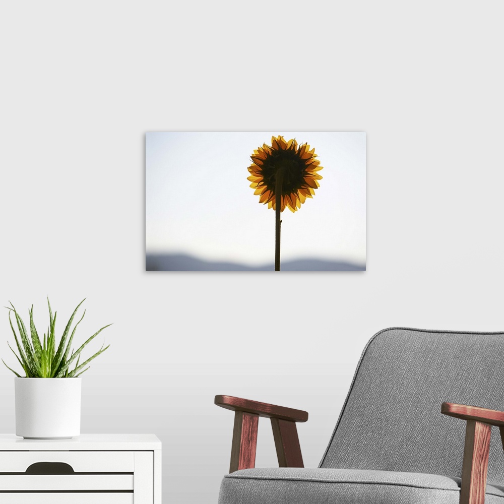 A modern room featuring Sunflower backlit at sunset