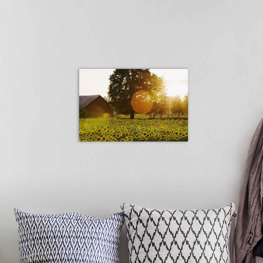A bohemian room featuring Sunflower Field At Sunset With A Barn