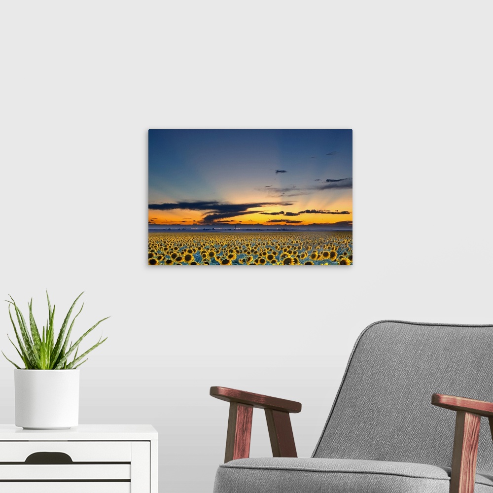 A modern room featuring The sun has just set below the horizon but its rays still shine over a vast sunflower field.