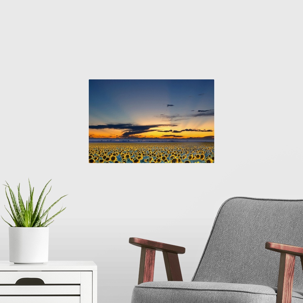 A modern room featuring The sun has just set below the horizon but its rays still shine over a vast sunflower field.