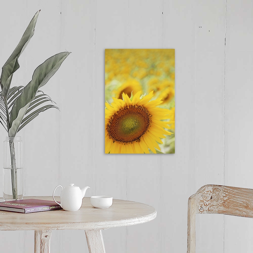 A farmhouse room featuring Sunflower in field, close up, Cingoli.