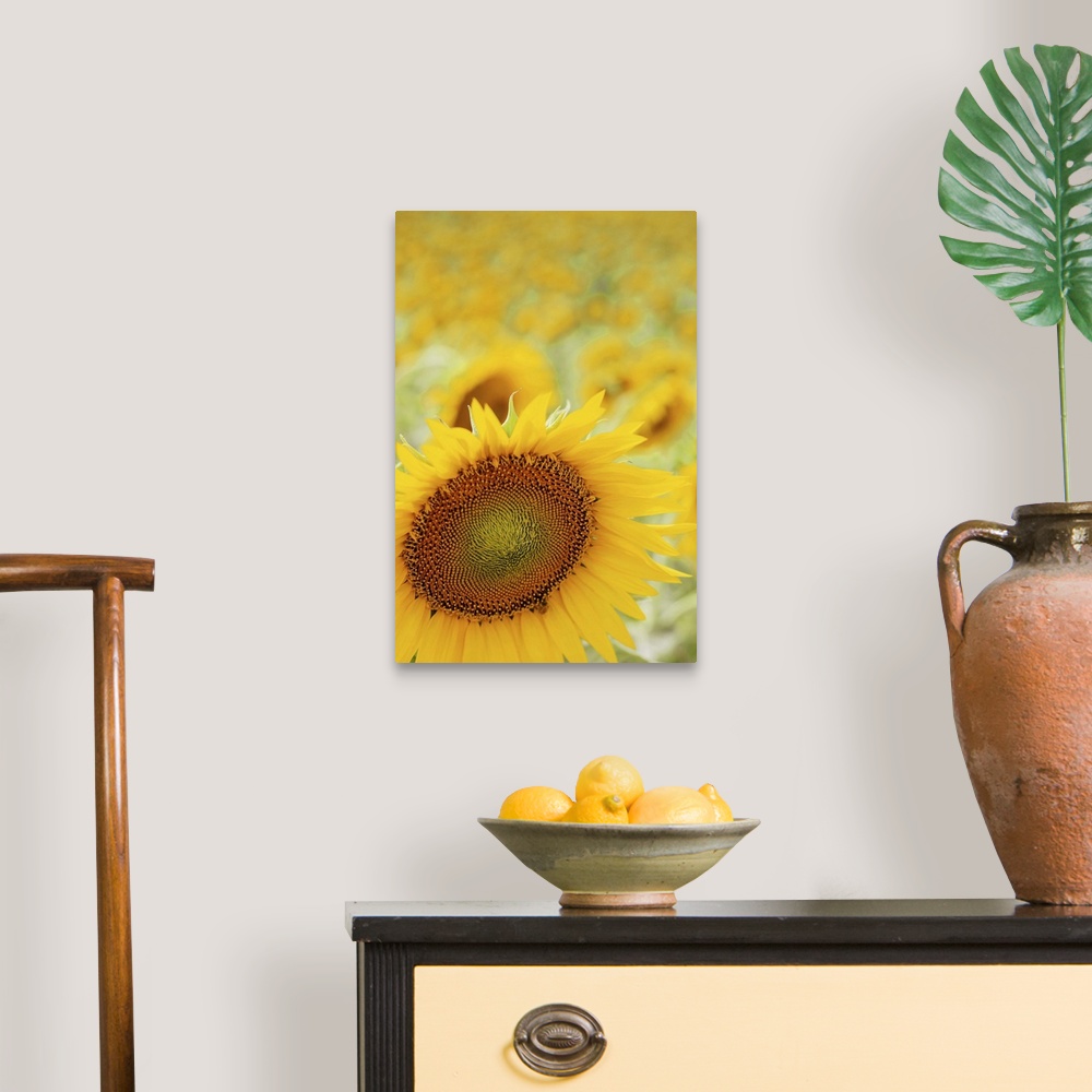 A traditional room featuring Sunflower in field, close up, Cingoli.