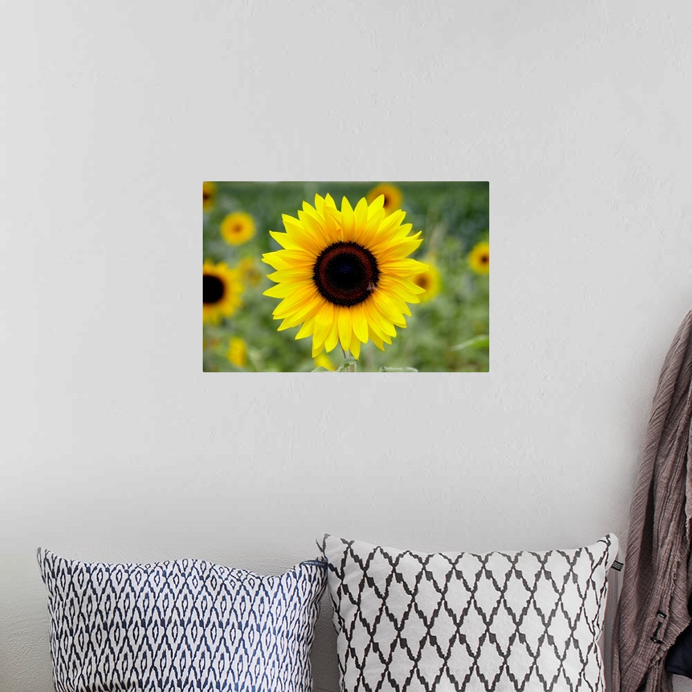 A bohemian room featuring Sunflower with fly or insect in field near Mount Popa in Myanmar (Burma)