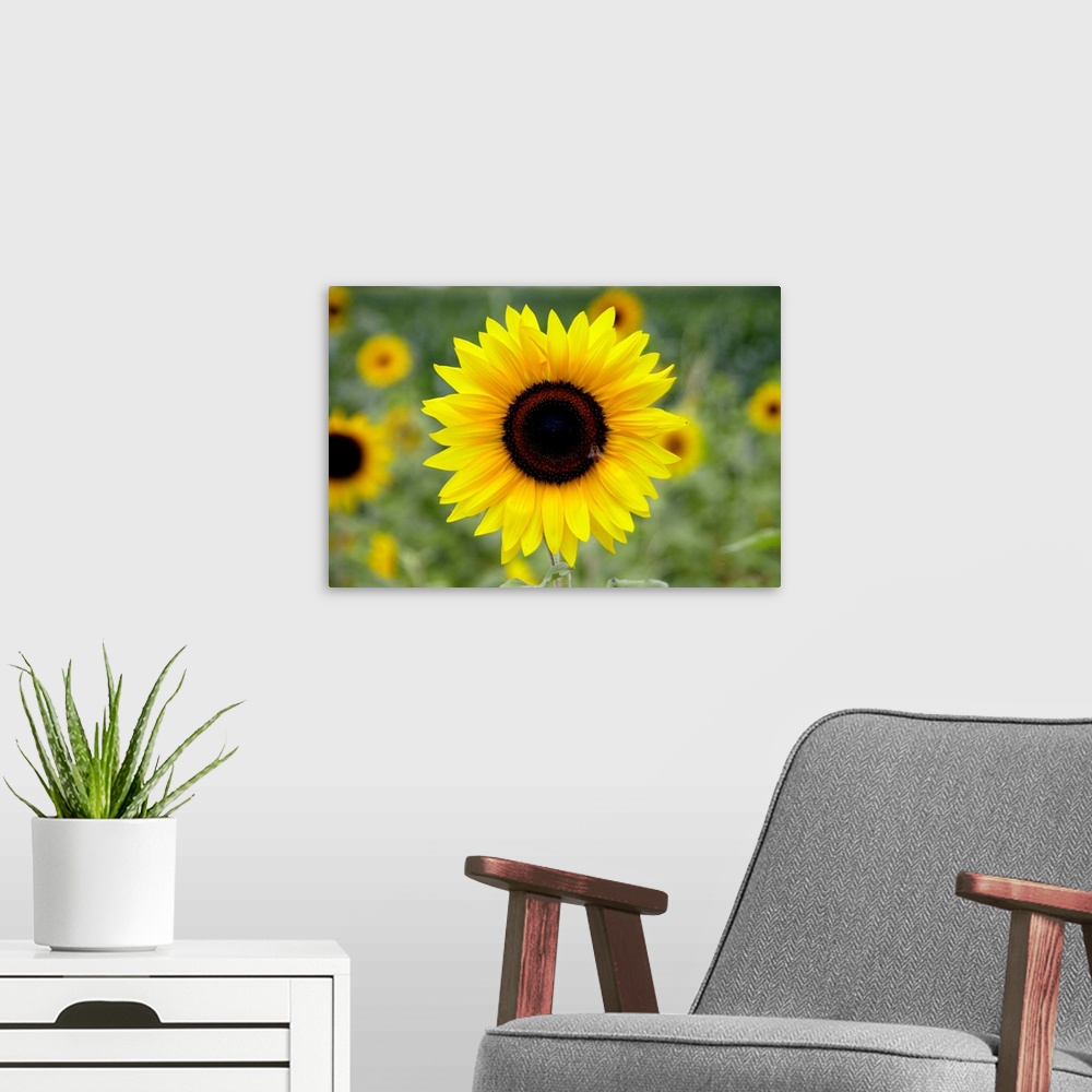 A modern room featuring Sunflower with fly or insect in field near Mount Popa in Myanmar (Burma)