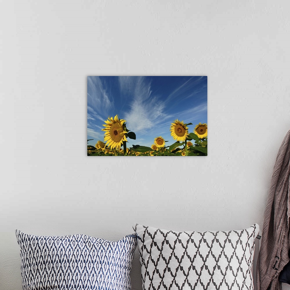 A bohemian room featuring Sunflowers fields against blue sky.
