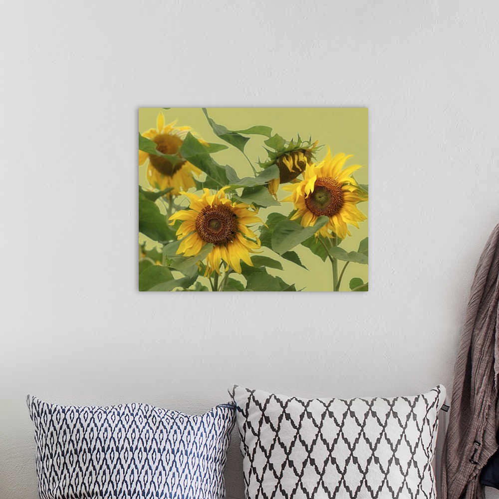 A bohemian room featuring Large sunflowers whose petals have begun to wilt are photographed in front of a light green backg...