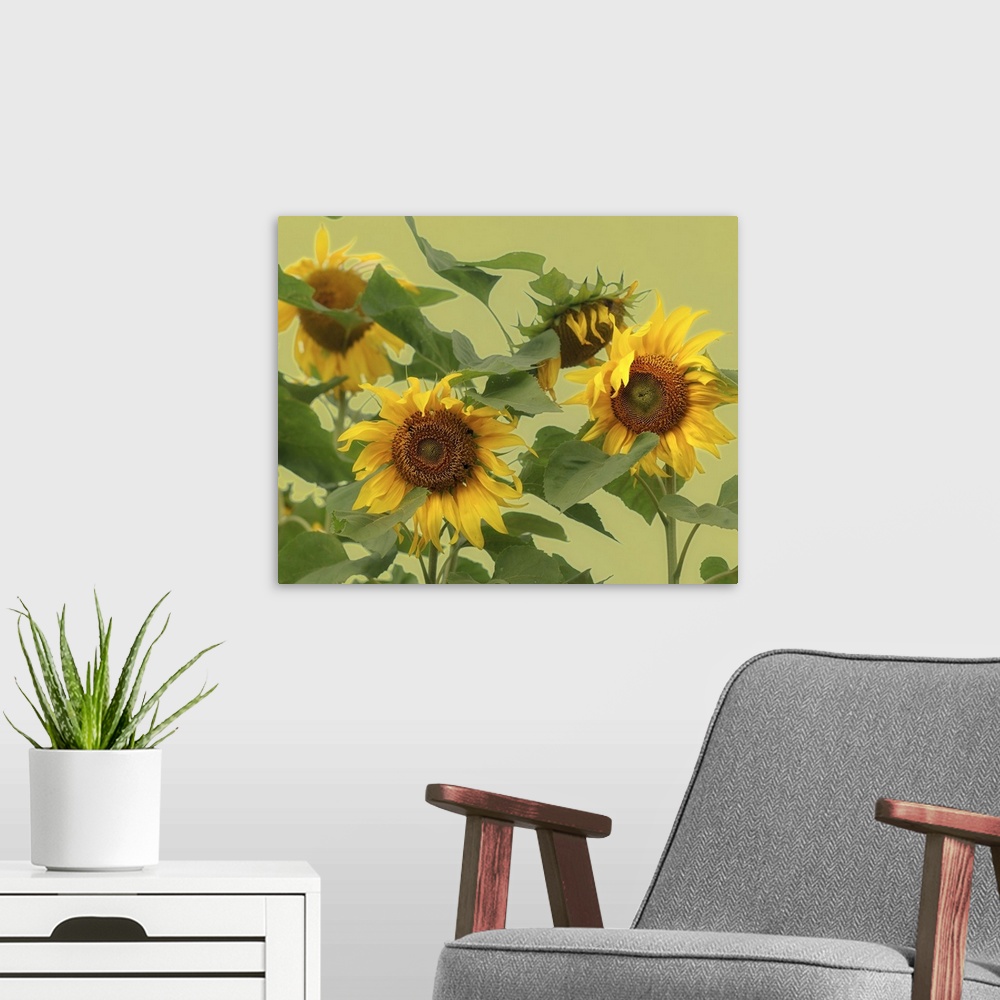 A modern room featuring Large sunflowers whose petals have begun to wilt are photographed in front of a light green backg...