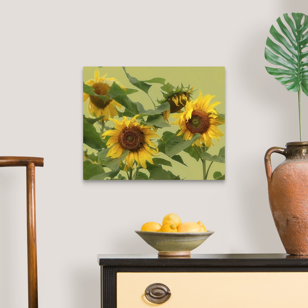 A traditional room featuring Large sunflowers whose petals have begun to wilt are photographed in front of a light green backg...