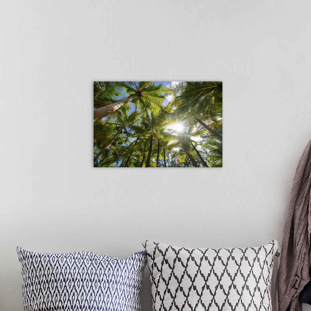 A bohemian room featuring Low angle view of coconut tree blue sky on a sunny day.