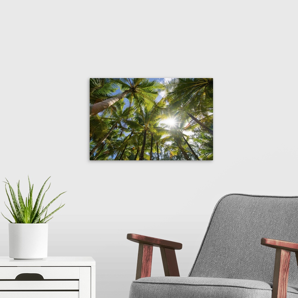 A modern room featuring Low angle view of coconut tree blue sky on a sunny day.