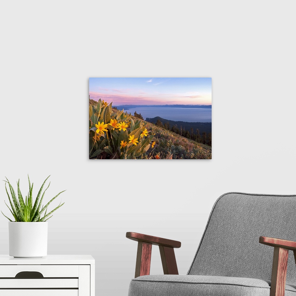 A modern room featuring Landscape photograph overlooking a small bunch of mules ears flowers on a large hillside, Lake Ta...