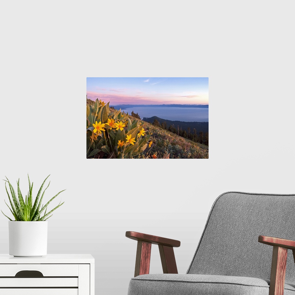 A modern room featuring Landscape photograph overlooking a small bunch of mules ears flowers on a large hillside, Lake Ta...
