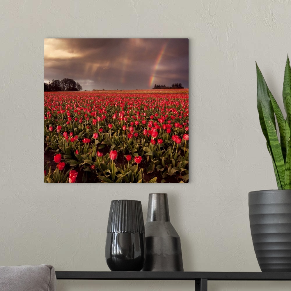 A modern room featuring Sunset at tulip farm in Woodburn, Oregon.
