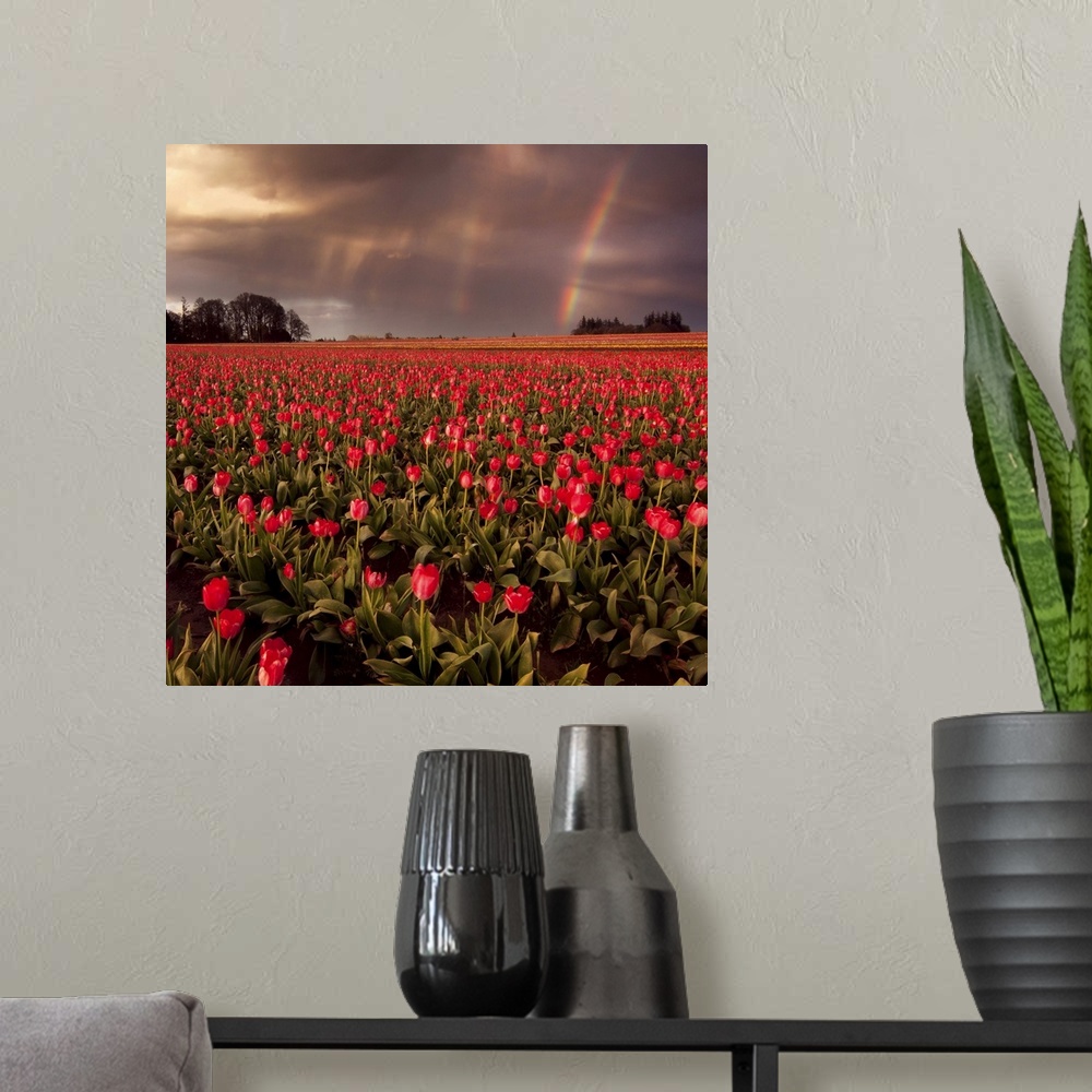 A modern room featuring Sunset at tulip farm in Woodburn, Oregon.