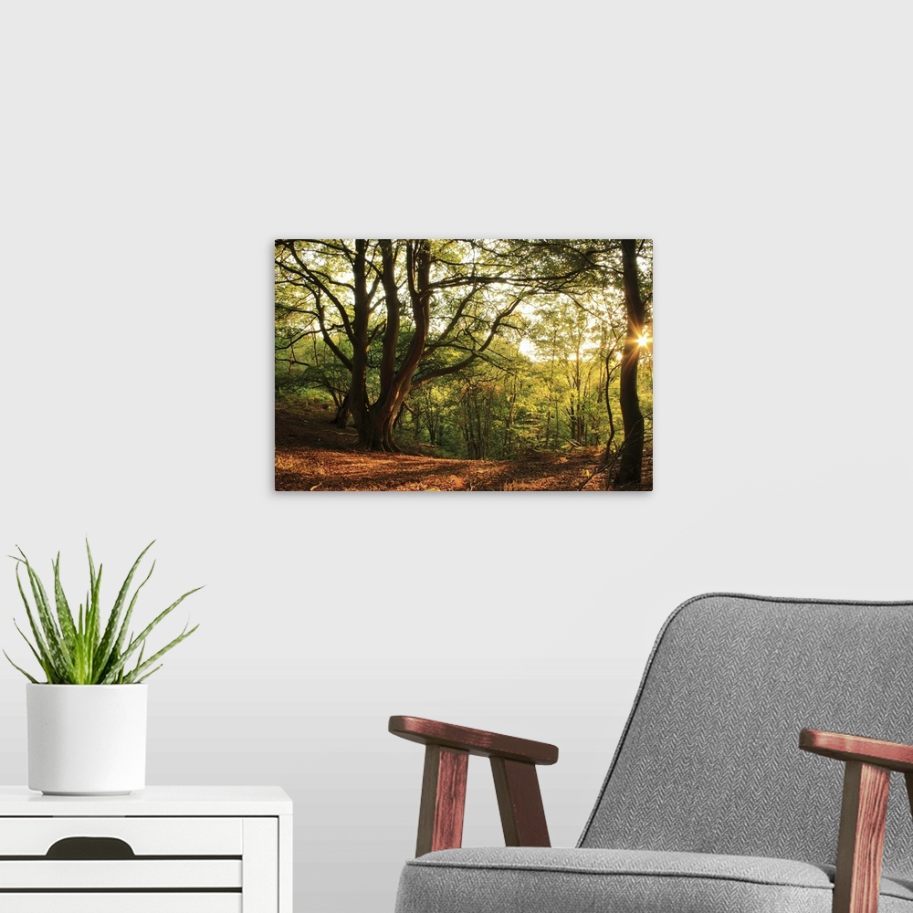 A modern room featuring Sunset at woodland, Shropshire in England.