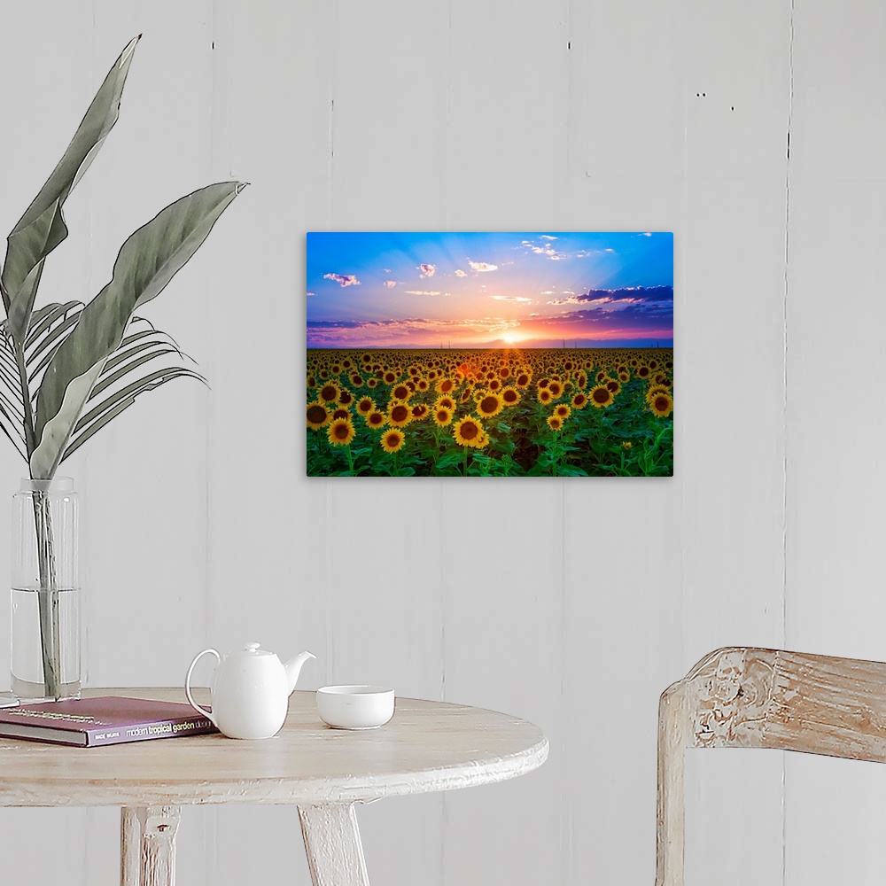 A farmhouse room featuring The sun goes down over a field of flowers in this landscape photograph wall art for the home or o...