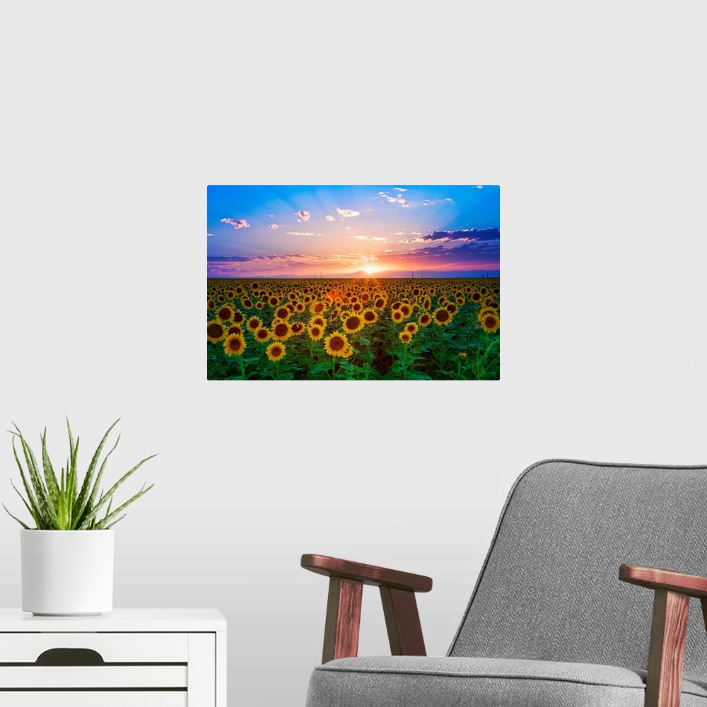 A modern room featuring The sun goes down over a field of flowers in this landscape photograph wall art for the home or o...