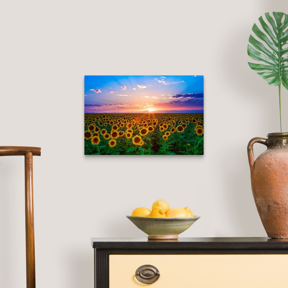 A traditional room featuring The sun goes down over a field of flowers in this landscape photograph wall art for the home or o...