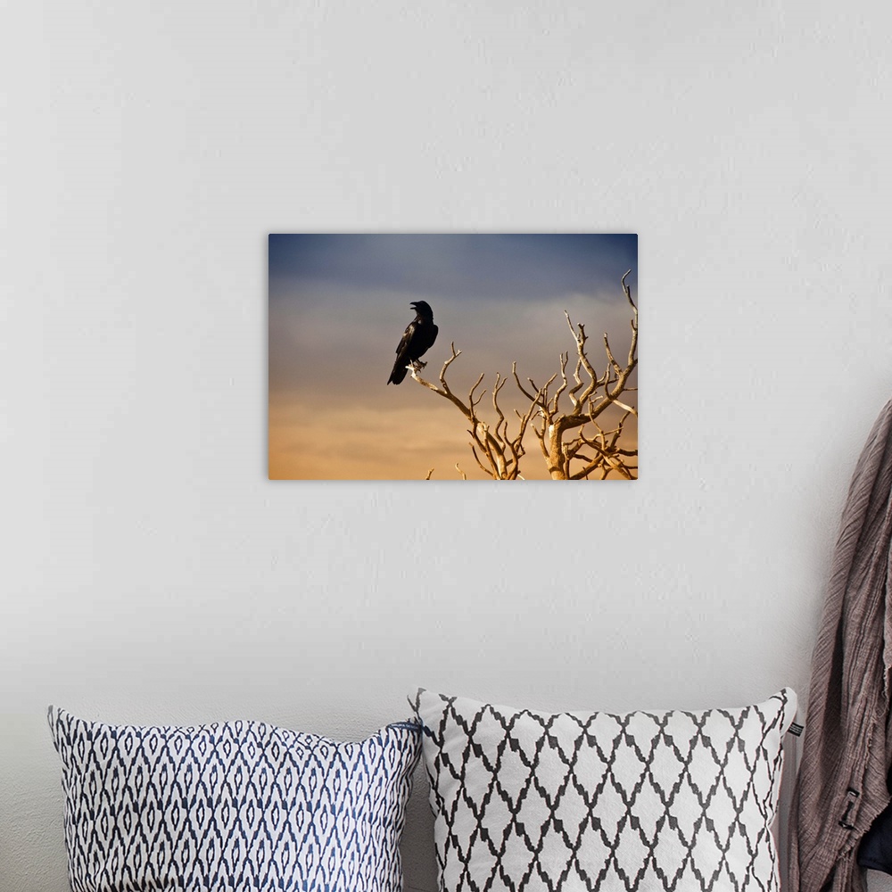 A bohemian room featuring Sunset of a raven perched on a barren tree branch in the Grand Canyon.