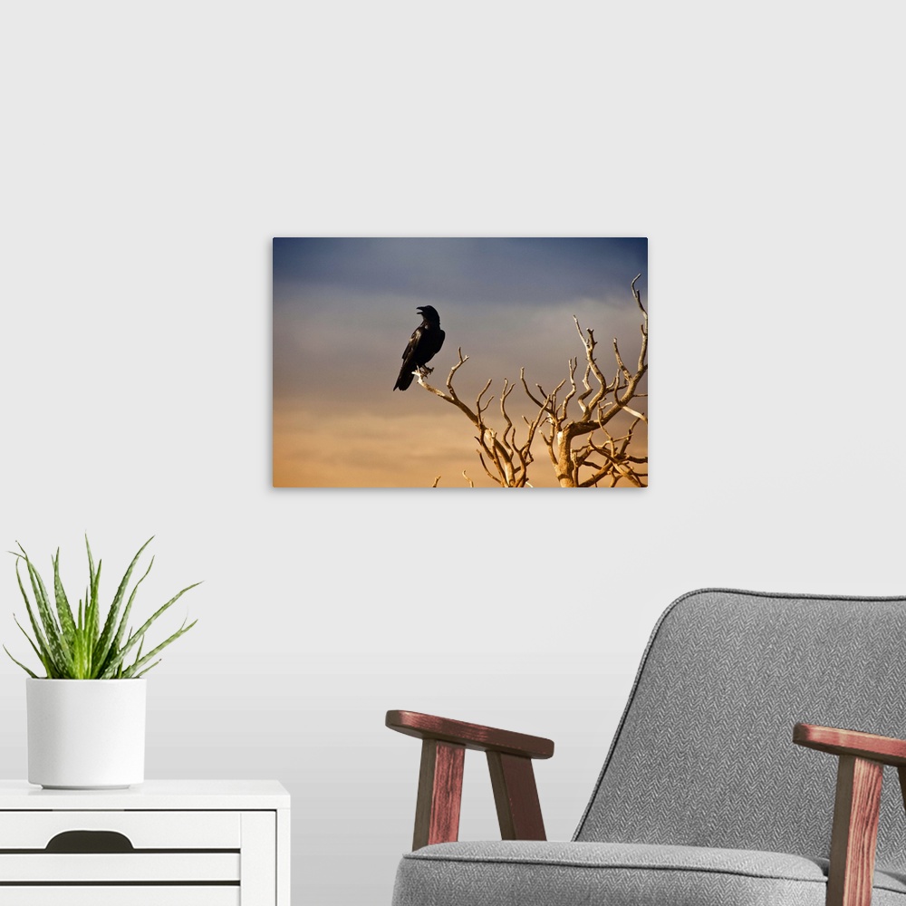 A modern room featuring Sunset of a raven perched on a barren tree branch in the Grand Canyon.