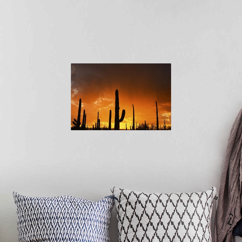 A bohemian room featuring Sunset over giant saguaros, Saguaro National Monument, Arizona