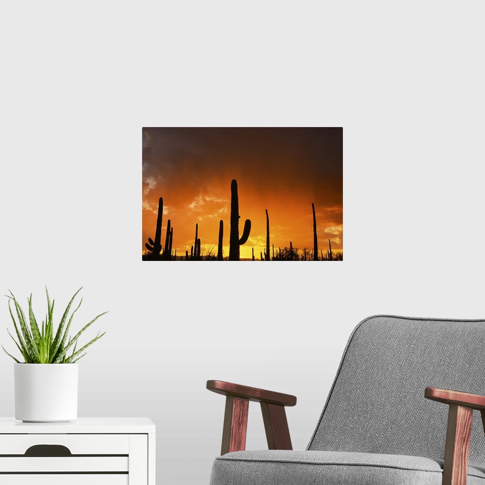 A modern room featuring Sunset over giant saguaros, Saguaro National Monument, Arizona