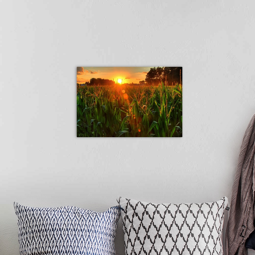 A bohemian room featuring Sunset over late summer harvest of corn.