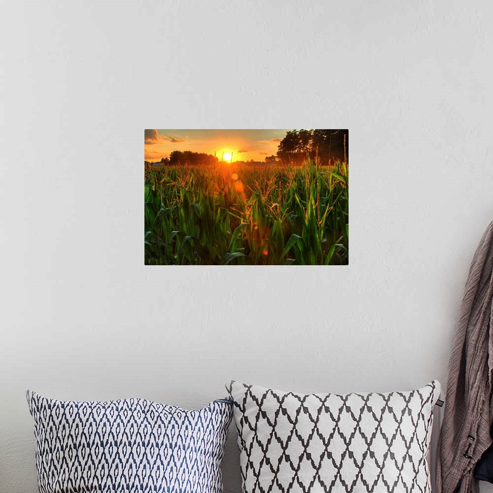 A bohemian room featuring Sunset over late summer harvest of corn.