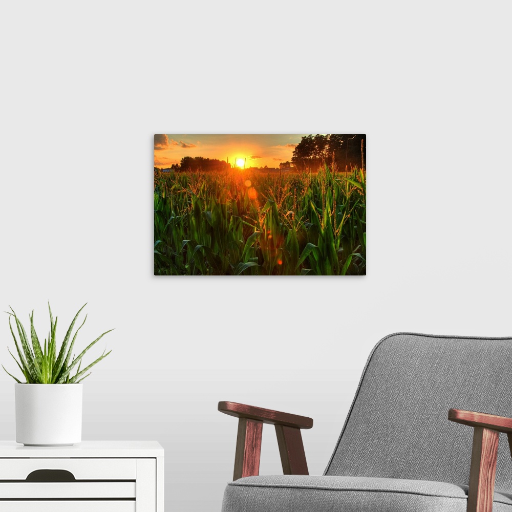 A modern room featuring Sunset over late summer harvest of corn.